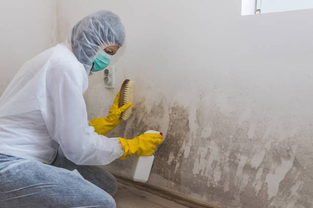 Best Attic Mold Remediation in Winton, CA
