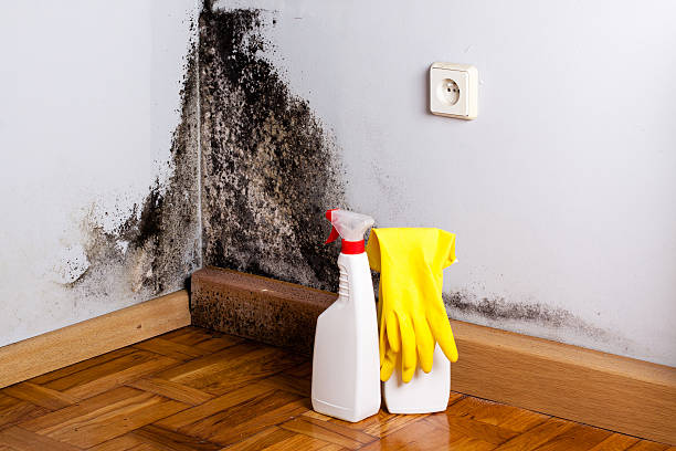 Professional Mold Remediation in Winton, CA