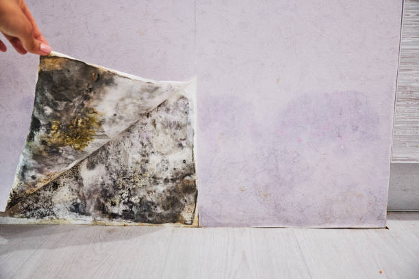 Best Black Mold Remediation in Winton, CA
